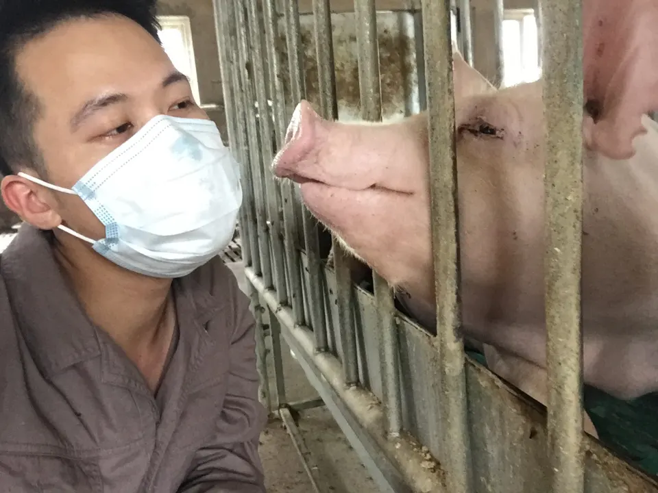 饲喂实验时和饲喂笼里的猪对视